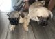 Pug Puppies for sale in Cathedral City, CA, USA. price: NA