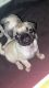 Pug Puppies for sale in San Antonio, TX 78223, USA. price: $600