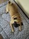 Pug Puppies for sale in Park Forest, IL, USA. price: $2,500
