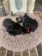 Pug Puppies for sale in Rosharon, TX 77583, USA. price: NA