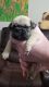 Pug Puppies for sale in Olin, NC 28660, USA. price: $2,000