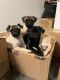 Pug Puppies for sale in Canton, GA, USA. price: NA