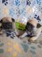 Pug Puppies for sale in Waldron, AR 72958, USA. price: $1,200