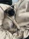 Pug Puppies for sale in Mission Hills, Los Angeles, CA, USA. price: NA