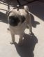 Pug Puppies for sale in Avondale, AZ 85323, USA. price: NA