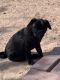 Pug Puppies for sale in Yuma, AZ, USA. price: $300