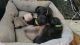 Pug Puppies for sale in Farina, IL, USA. price: $1,000