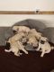 Pug Puppies for sale in Beverly Hills, CA 90211, USA. price: NA