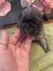 Pug Puppies for sale in Bridgeport, CT, USA. price: NA