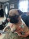 Pug Puppies for sale in Clare, MI 48617, USA. price: $650