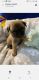 Pug Puppies for sale in Whitehall, PA 17340, USA. price: NA
