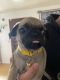 Pug Puppies for sale in MT MADONNA, CA 95076, USA. price: NA