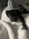 Pug Puppies for sale in Colton, CA, USA. price: NA