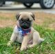 Pug Puppies for sale in Kennedale, TX, USA. price: NA
