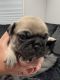 Pug Puppies for sale in Fairfield, CA 94533, USA. price: NA