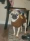 Pug Puppies for sale in East Hartford, CT, USA. price: $600