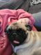 Pug Puppies for sale in Chicago, IL, USA. price: $500