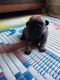 Pug Puppies for sale in Jhajra, Uttarakhand 248007, India. price: NA