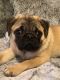 Pug Puppies for sale in Hyannis, Barnstable, MA 02601, USA. price: $750