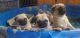 Pug Puppies for sale in Deer Park, WA 99006, USA. price: $2,500