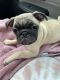 Pug Puppies for sale in Yucca Valley, CA 92284, USA. price: $400