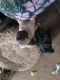 Pug Puppies for sale in Nolanville, TX, USA. price: NA