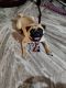 Pug Puppies for sale in Masab Tank, Hyderabad, Telangana, India. price: 12000 INR