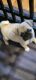Pug Puppies for sale in Milwaukee, WI, USA. price: $1,500