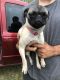 Pug Puppies for sale in Wills Point, TX 75169, USA. price: $500