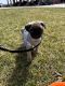 Pug Puppies for sale in Winston-Salem, NC, USA. price: NA