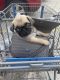 Pug Puppies for sale in Roman Forest, TX 77357, USA. price: NA