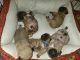 Pug Puppies for sale in Phoenix, AZ 85051, USA. price: NA