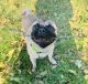 Pug Puppies for sale in Morganfield, KY 42437, USA. price: $500
