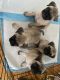 Pug Puppies for sale in Redlands, CA, USA. price: NA