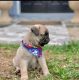 Pug Puppies for sale in Tampa, FL, USA. price: $500
