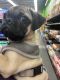 Pug Puppies for sale in San Jose, CA, USA. price: $1,000
