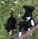 Pug Puppies for sale in Dalton, GA, USA. price: NA