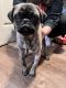 Pug Puppies for sale in Beaverton, OR, USA. price: $500