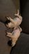 Pug Puppies for sale in El Cajon, CA 92019, USA. price: NA