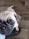 Pug Puppies for sale in West Valley City, UT, USA. price: $850
