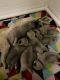 Pug Puppies for sale in Camden, NY 13316, USA. price: NA