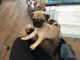 Pug Puppies for sale in Anchorage, AK, USA. price: $1,000