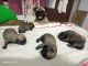 Pug Puppies for sale in Thane West, Thane, Maharashtra, India. price: 13000 INR