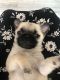 Pug Puppies for sale in Seminole, TX 79360, USA. price: NA