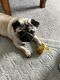 Pug Puppies for sale in Woodville, WI 54028, USA. price: NA