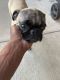 Pug Puppies for sale in Duncanville, TX, USA. price: $60,000