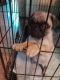 Pug Puppies for sale in Ridgeway, VA 24148, USA. price: NA
