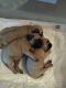 Pug Puppies for sale in Victoria, TX, USA. price: $625