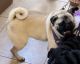 Pug Puppies for sale in Port St. Lucie, FL, USA. price: NA