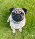 Pug Puppies for sale in Lawton, OK, USA. price: $1,775